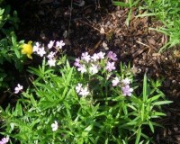 phlox pilosa r.jpg